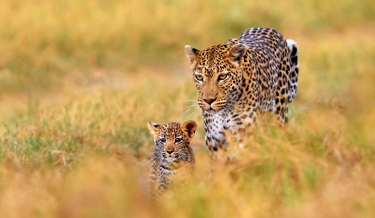 Tanzania Safari Cost From Australia