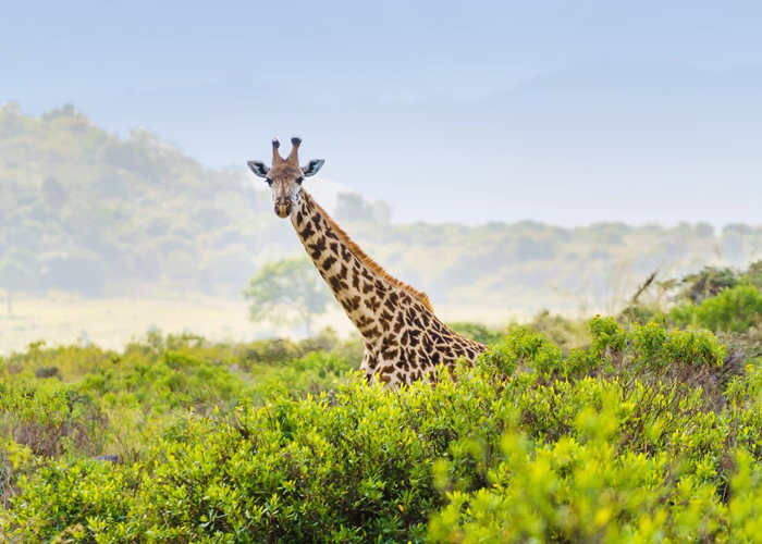 Tanzania Safari Cost Europe