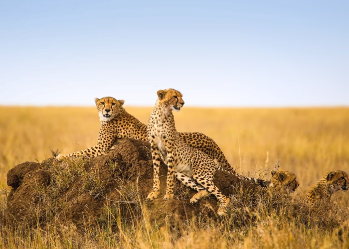 Average Tanzania Safari Cost From Europe