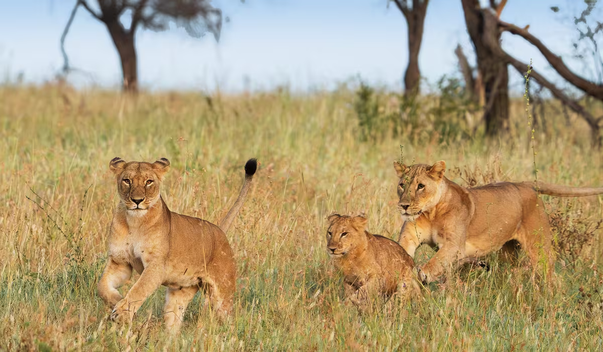 Tanzania Safari Cost From Europe