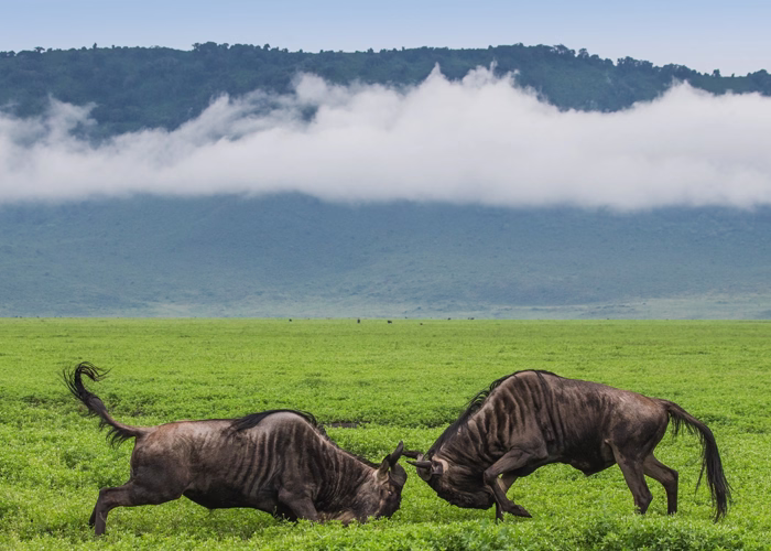Ngorongoro Tour Packages