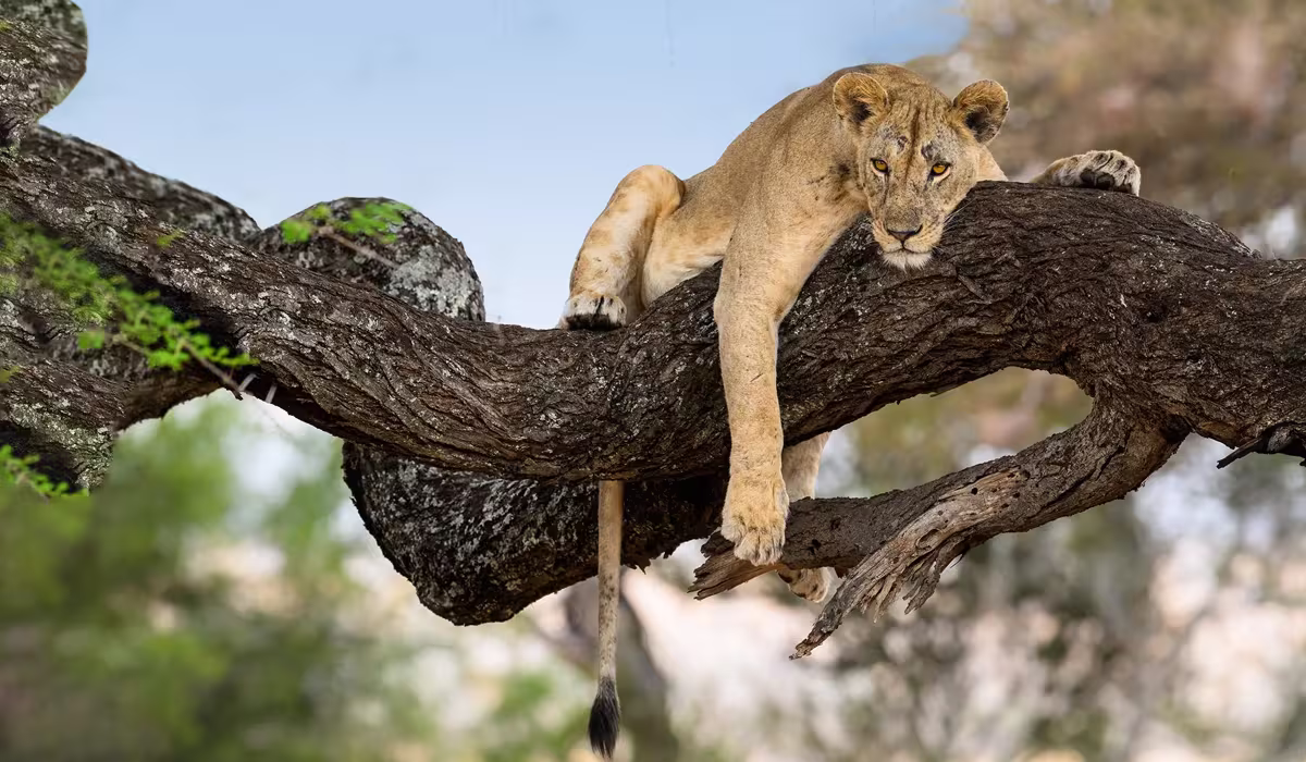 Getting to The Lake Manyara National Park