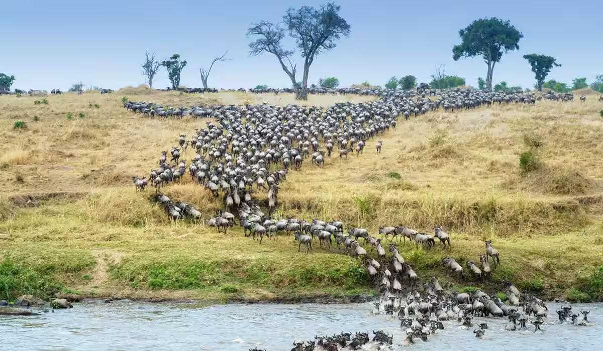 Serengeti Great Migration