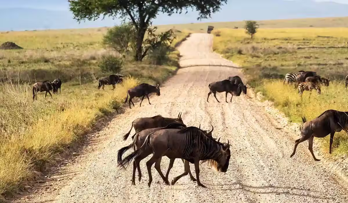 How Much Does a Tanzania Safari Cost?