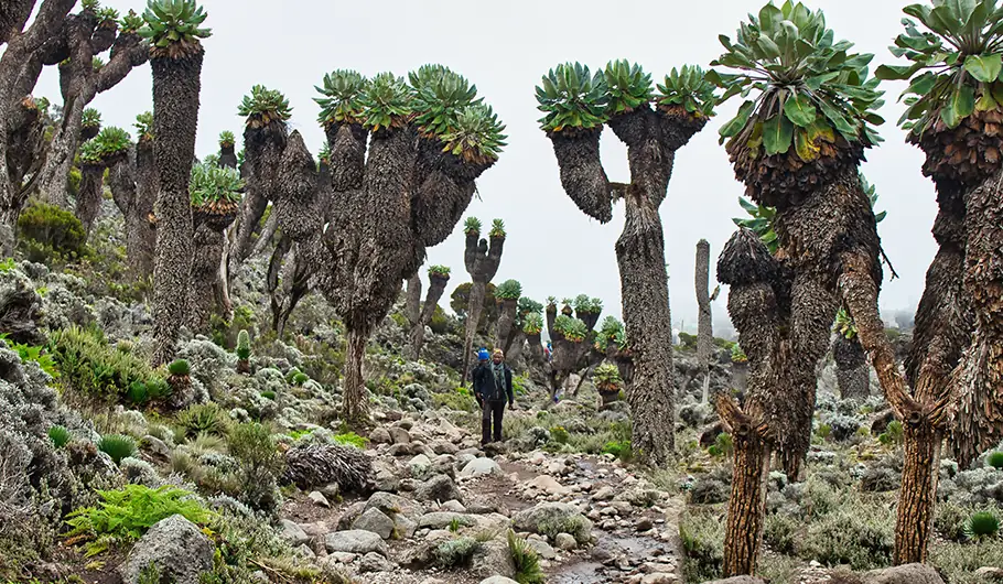 When does the climb feel the hardest