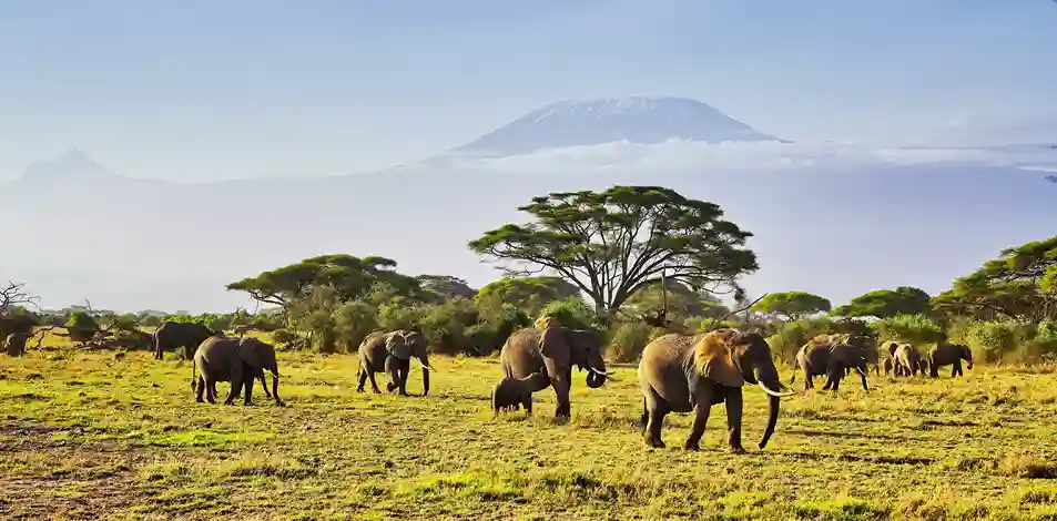 Kilimanjaro Safaris