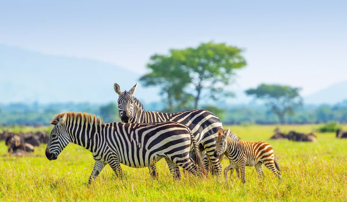 Tanzania High Season Safari Cost