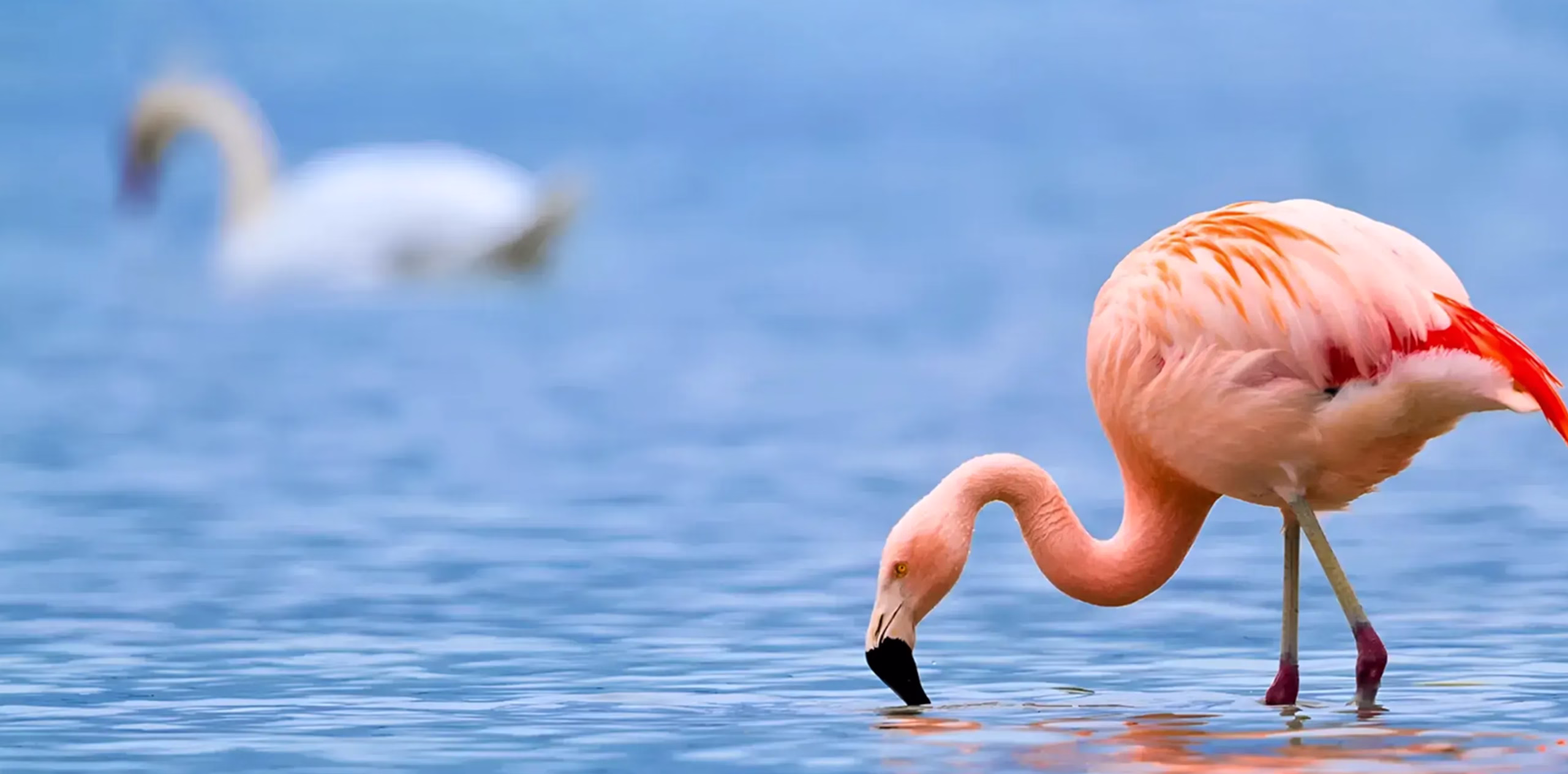 Lake Manyara Safari Packages