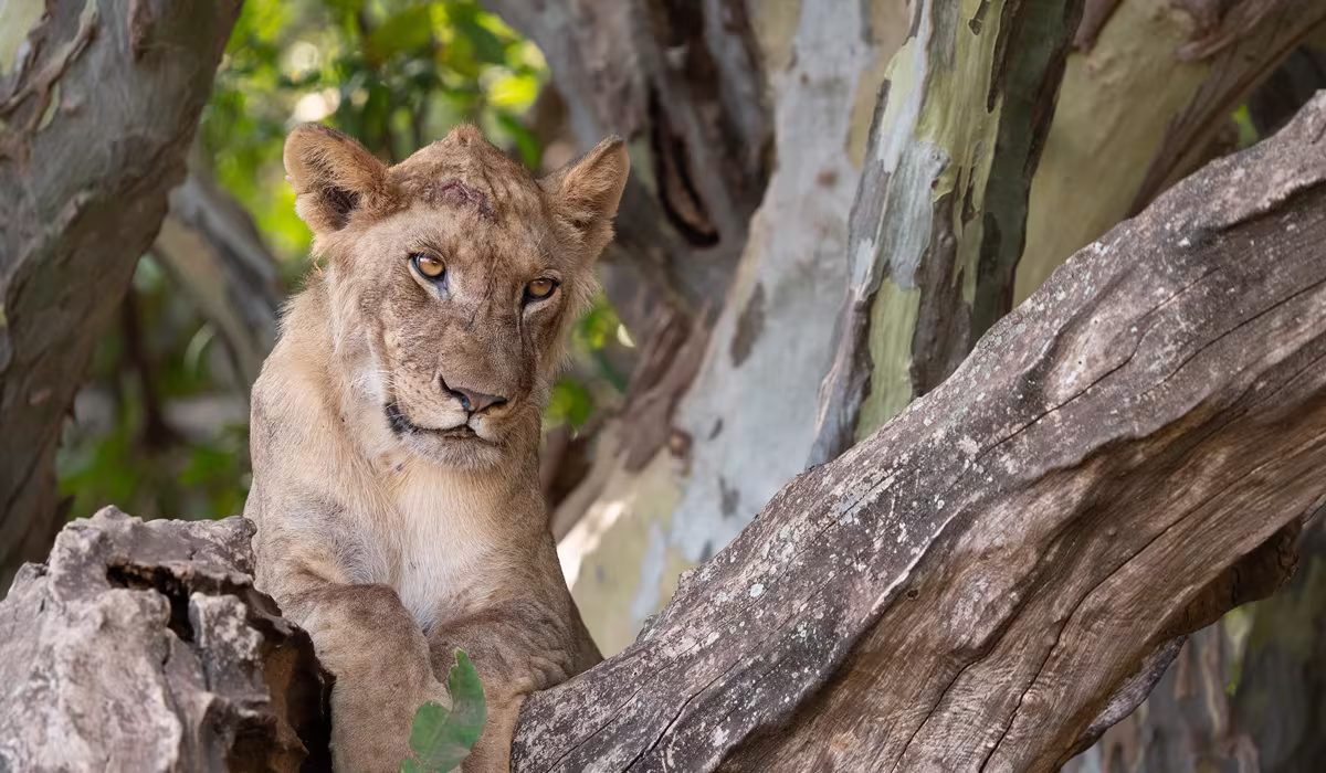 Lake Manyara Safari Packages