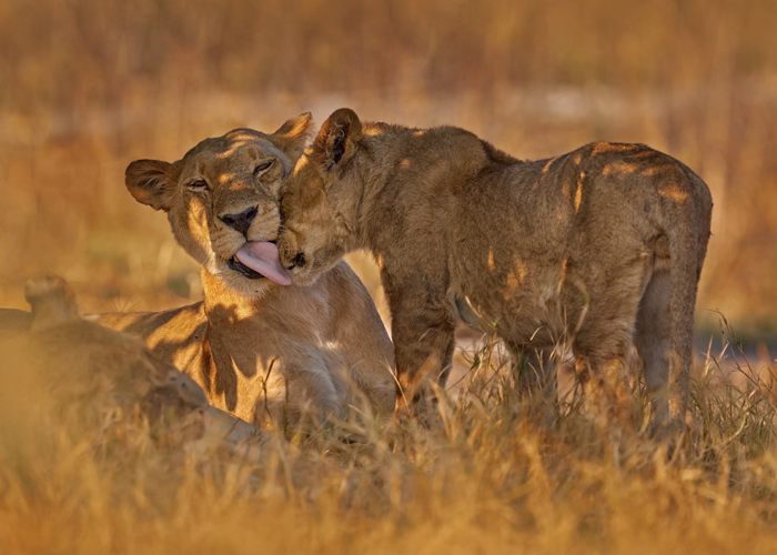 Tanzania Short & Sweet Safari