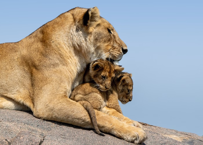 Tanzania Family Safari