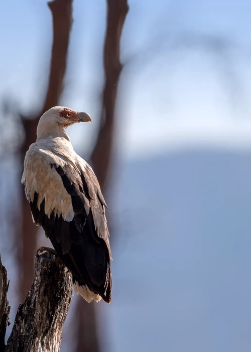 Lake Manyara National Park