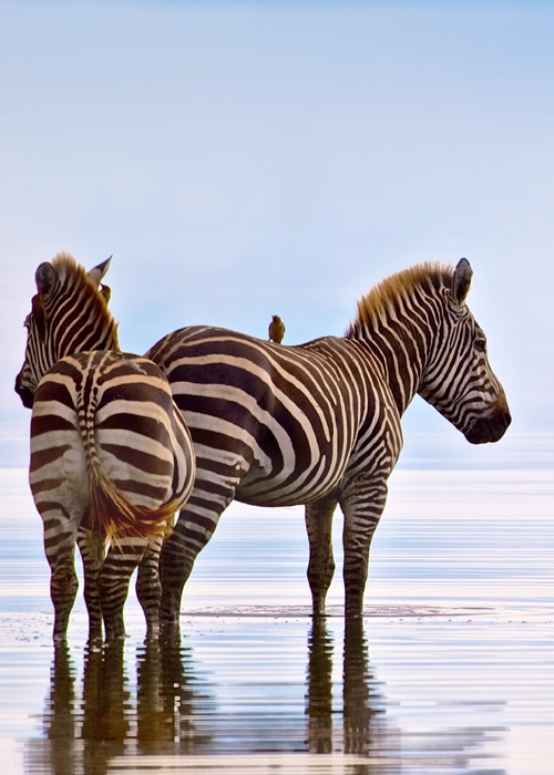 Lake Manyara National Park
