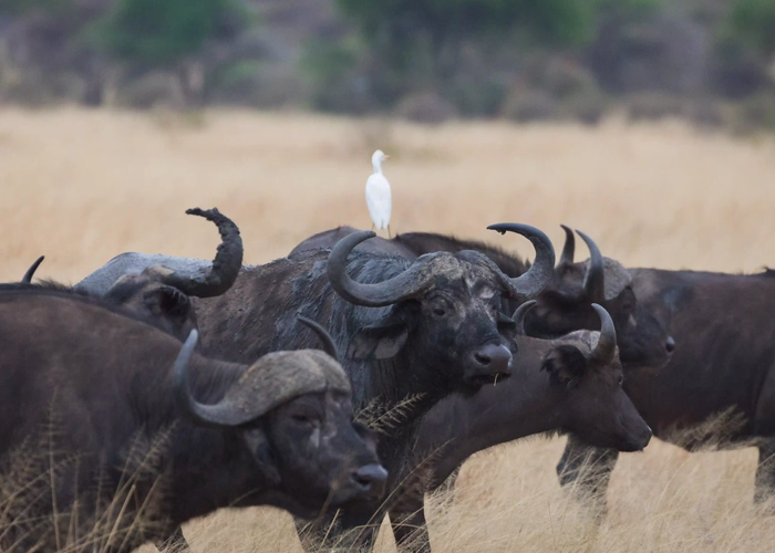 Tanzania Low Season Safari