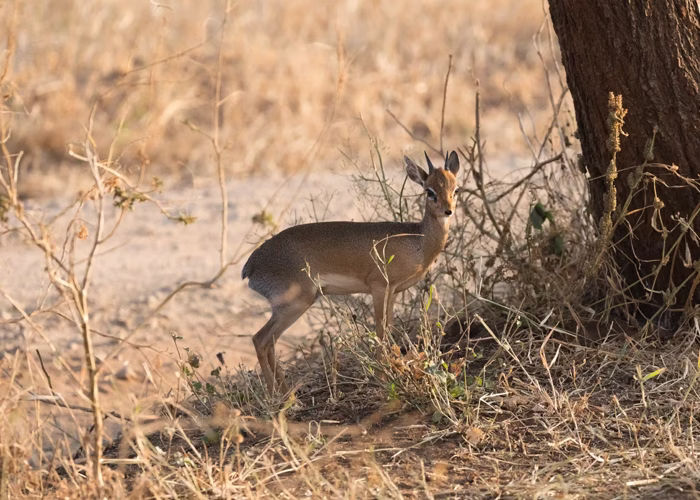 Tanzania Low Season Safari