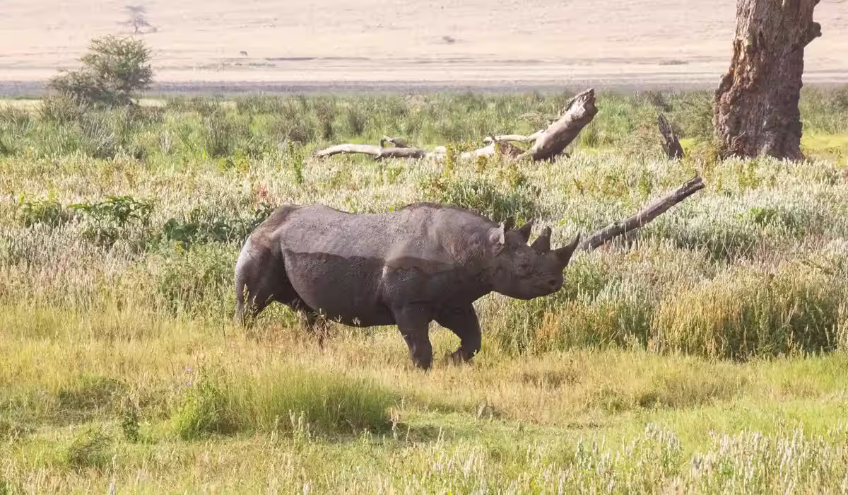 Tanzania Low Season Safari Cost