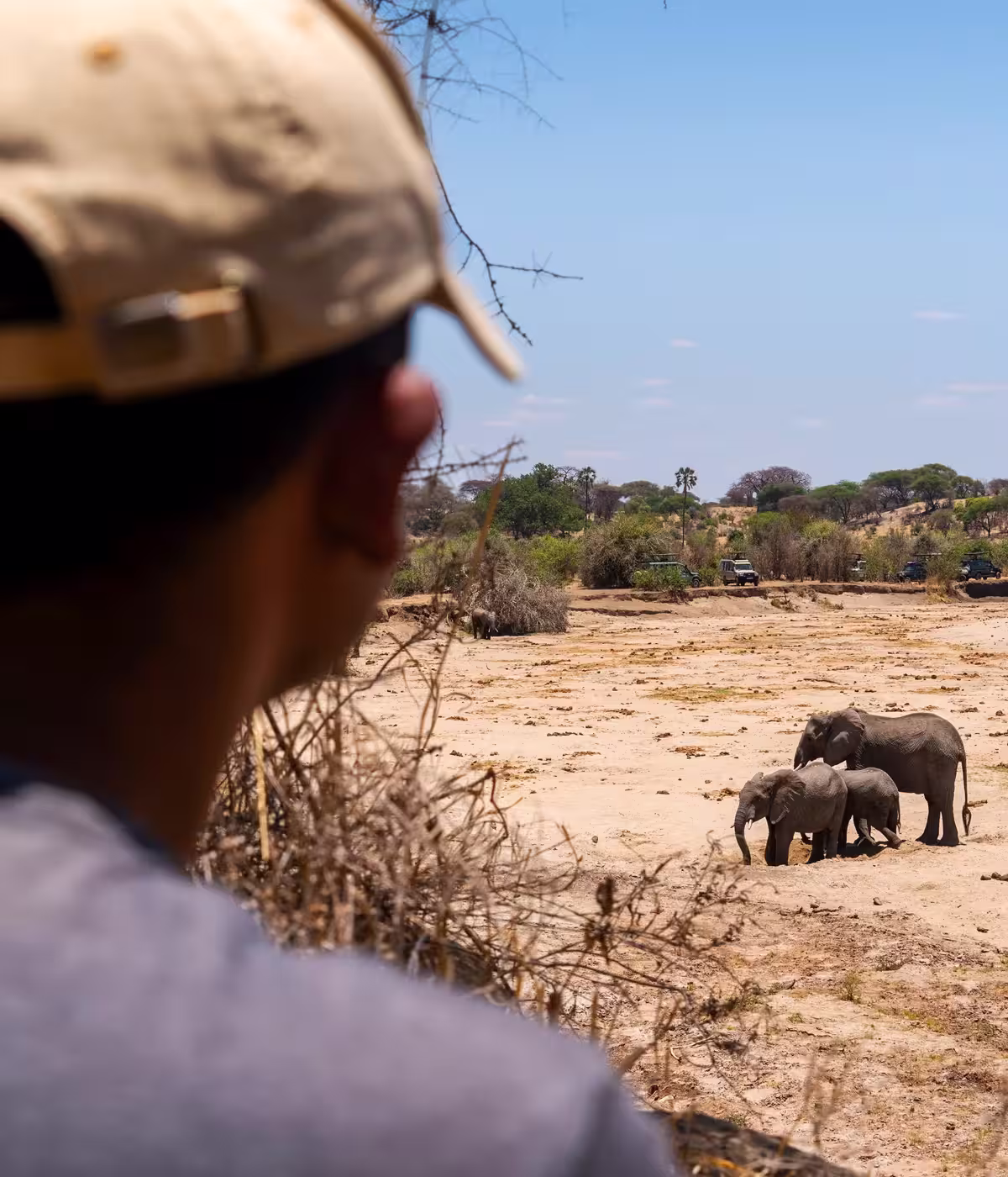Tarangire National Parks