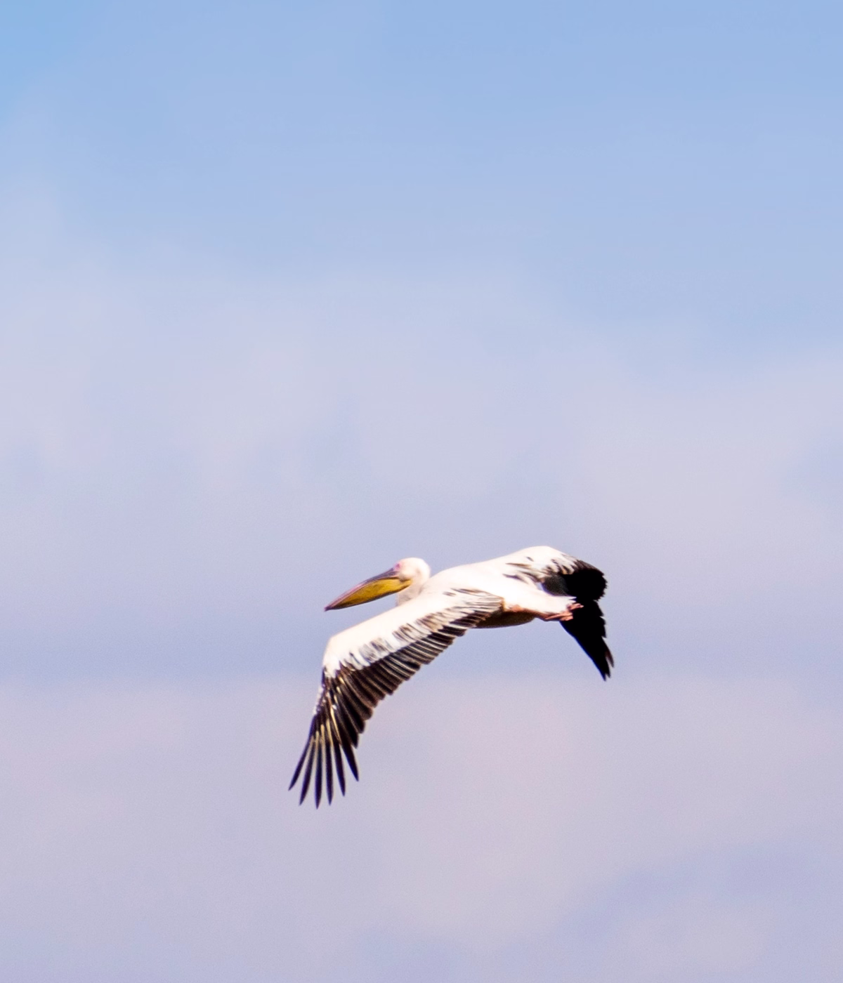 Tarangire National Parks
