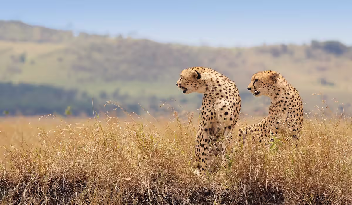 Tanzania Classic Safari