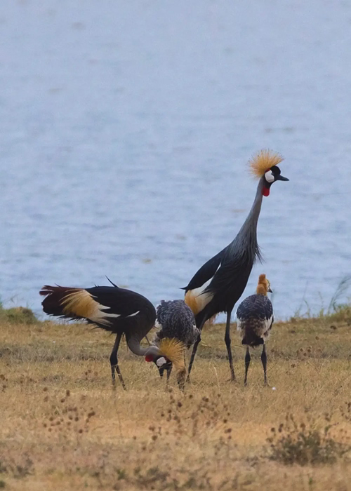 Ngorongoro Conservation Area