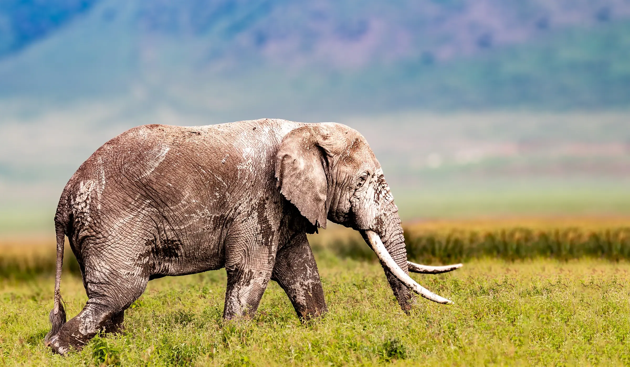 Getting To Ngorongoro