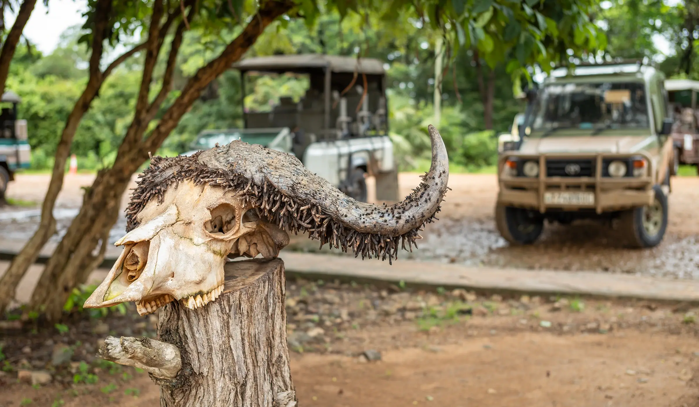Ngorongoro Safari