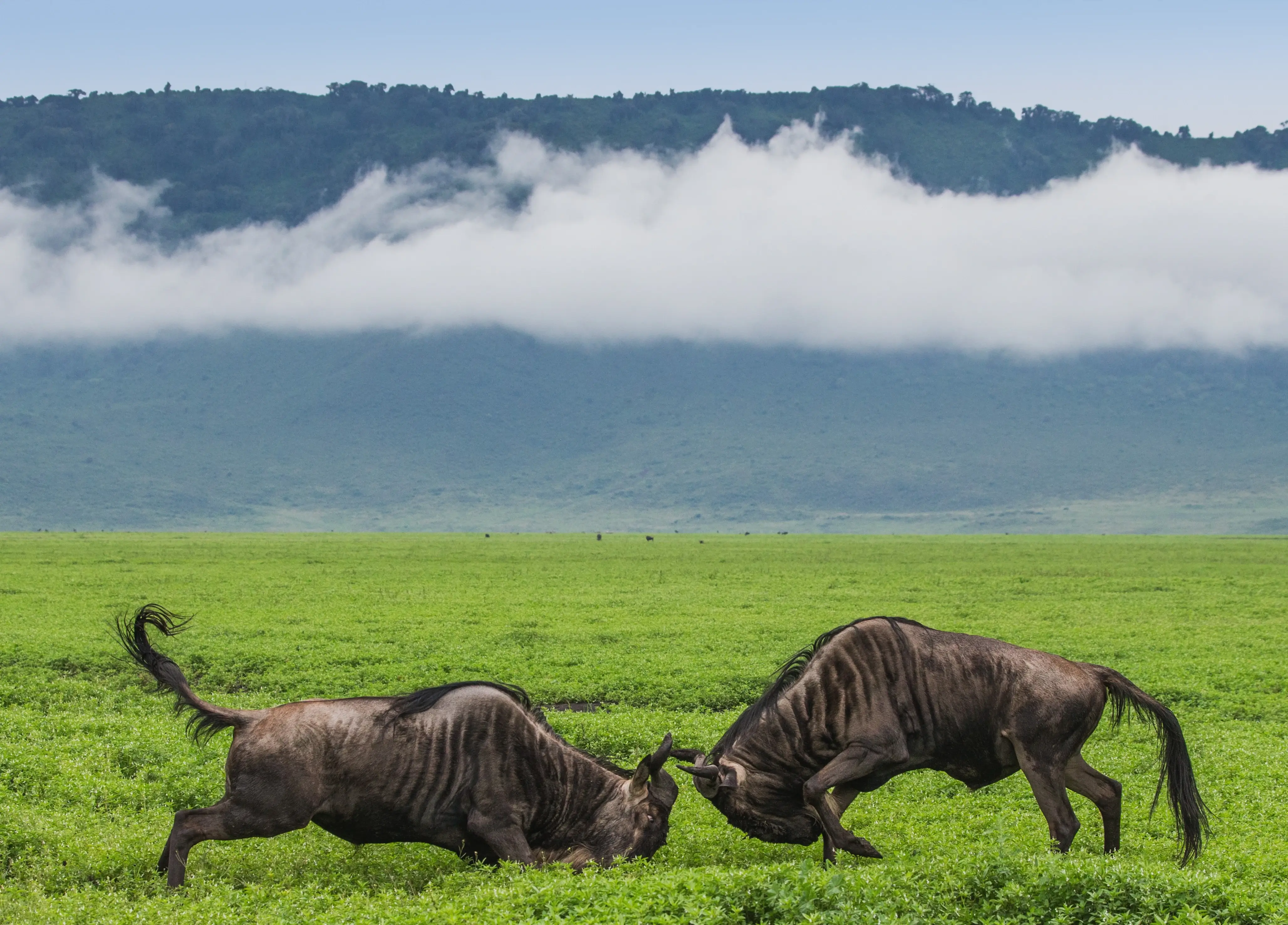Ngorongoro Tour Packages