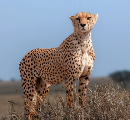 Tanzania Safari Packages