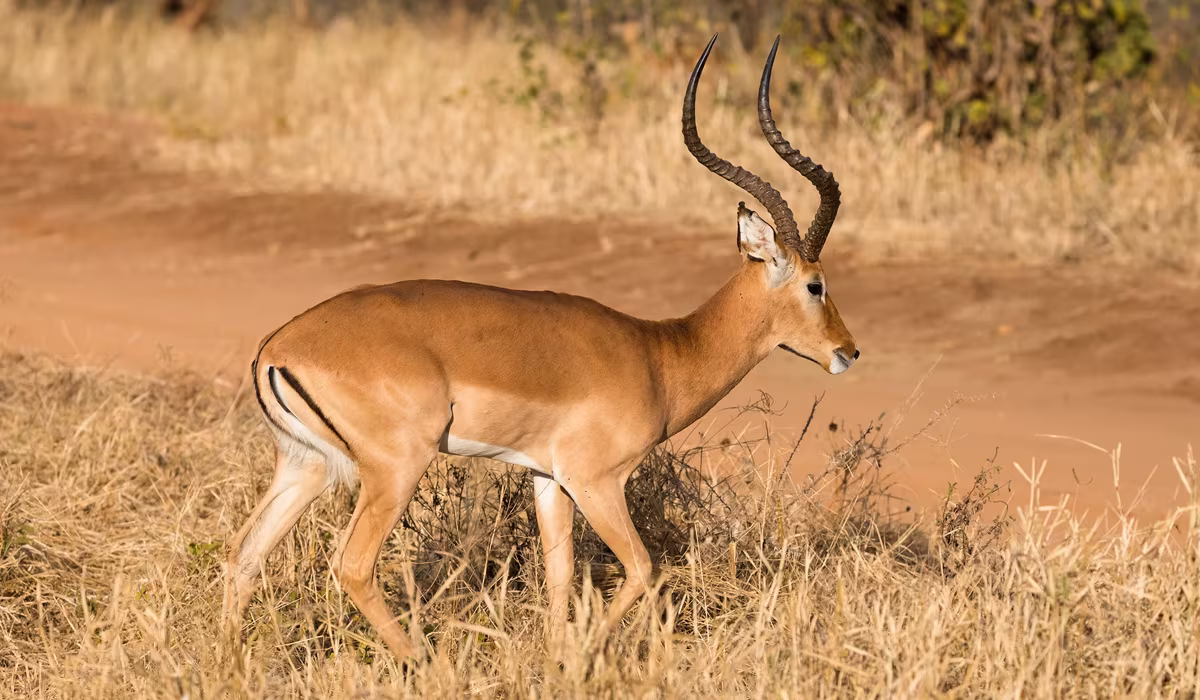 Activities To Do In Tanzania