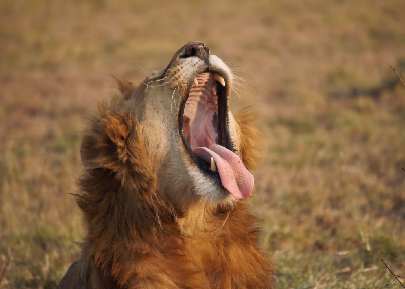 Tanzania Safari Experience