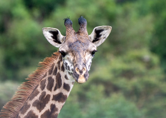 Adventurous Things To Do In Arusha