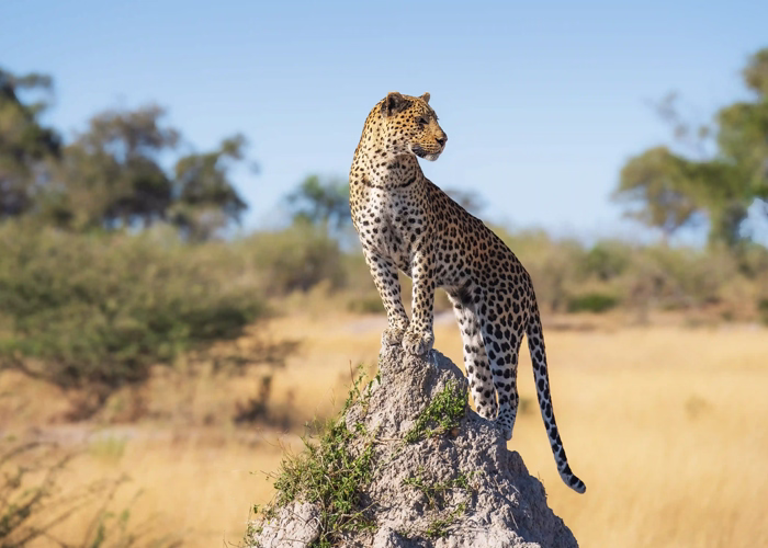 Tanzania Safari Cost Uk