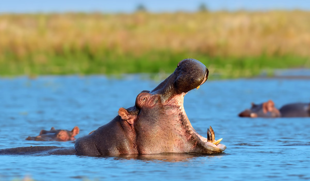 Tanzania Safari Cost From Uk