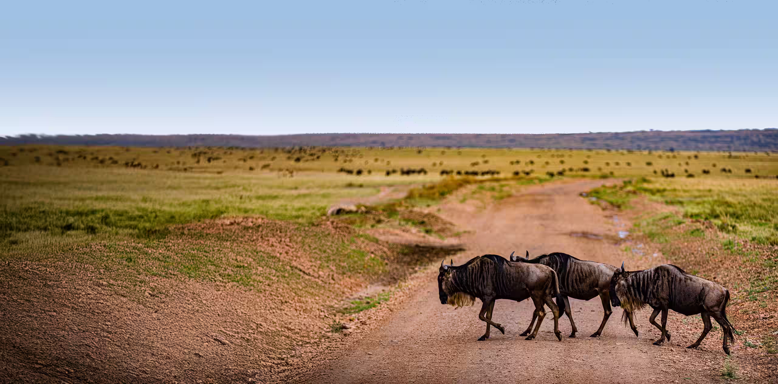 Serengeti Safari Cost
