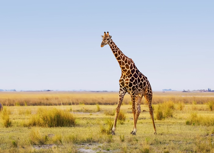 Best Things To Do In Tanzania