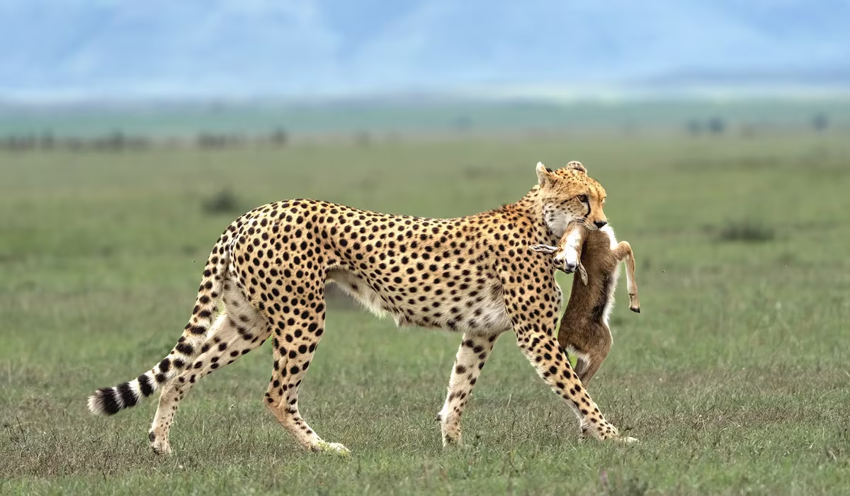 Serengeti Safari Cost