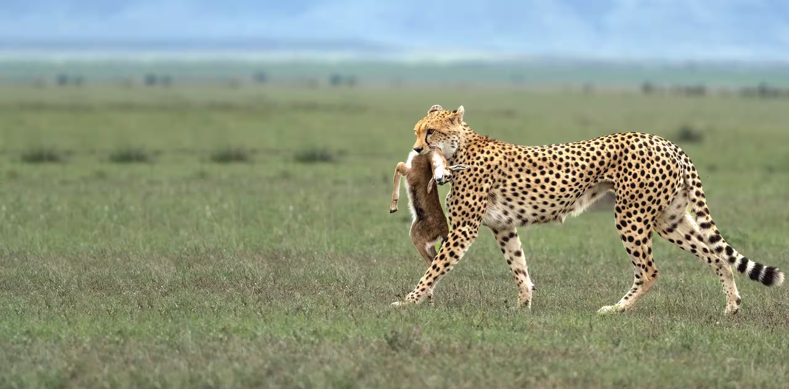 Serengeti Safari Packages