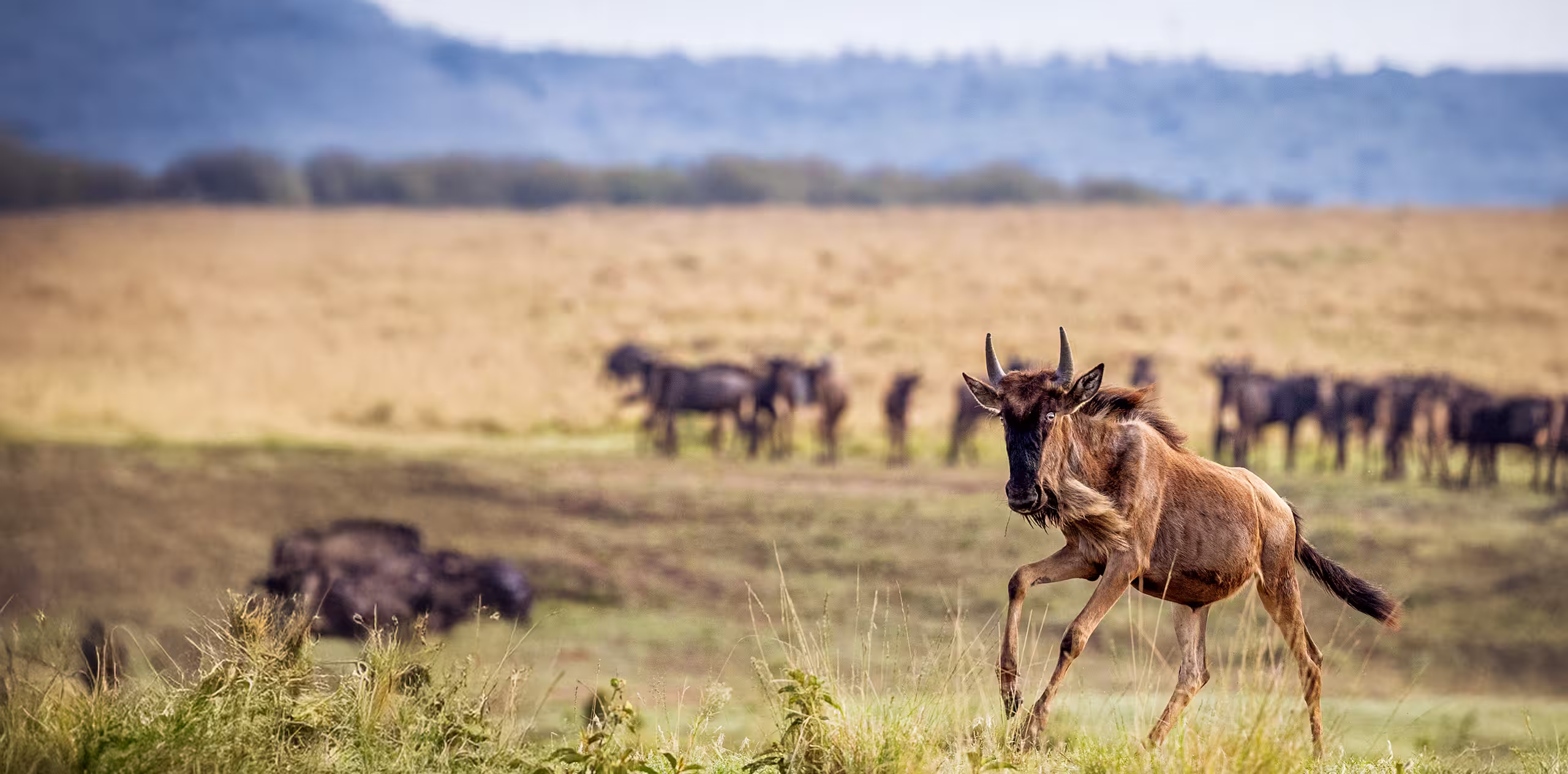 Serengeti Wildebeest Migration