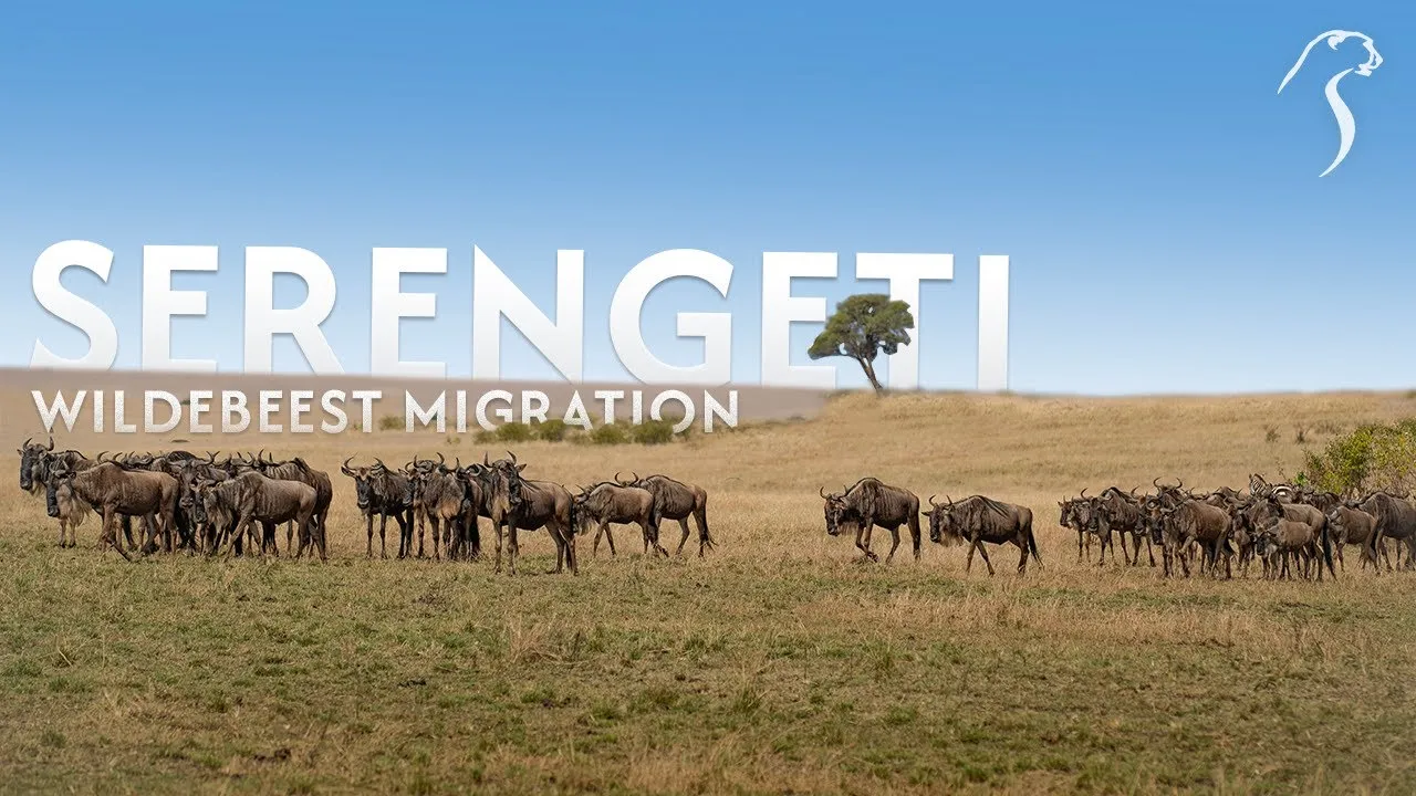 Serengeti Wildebeest Migrations