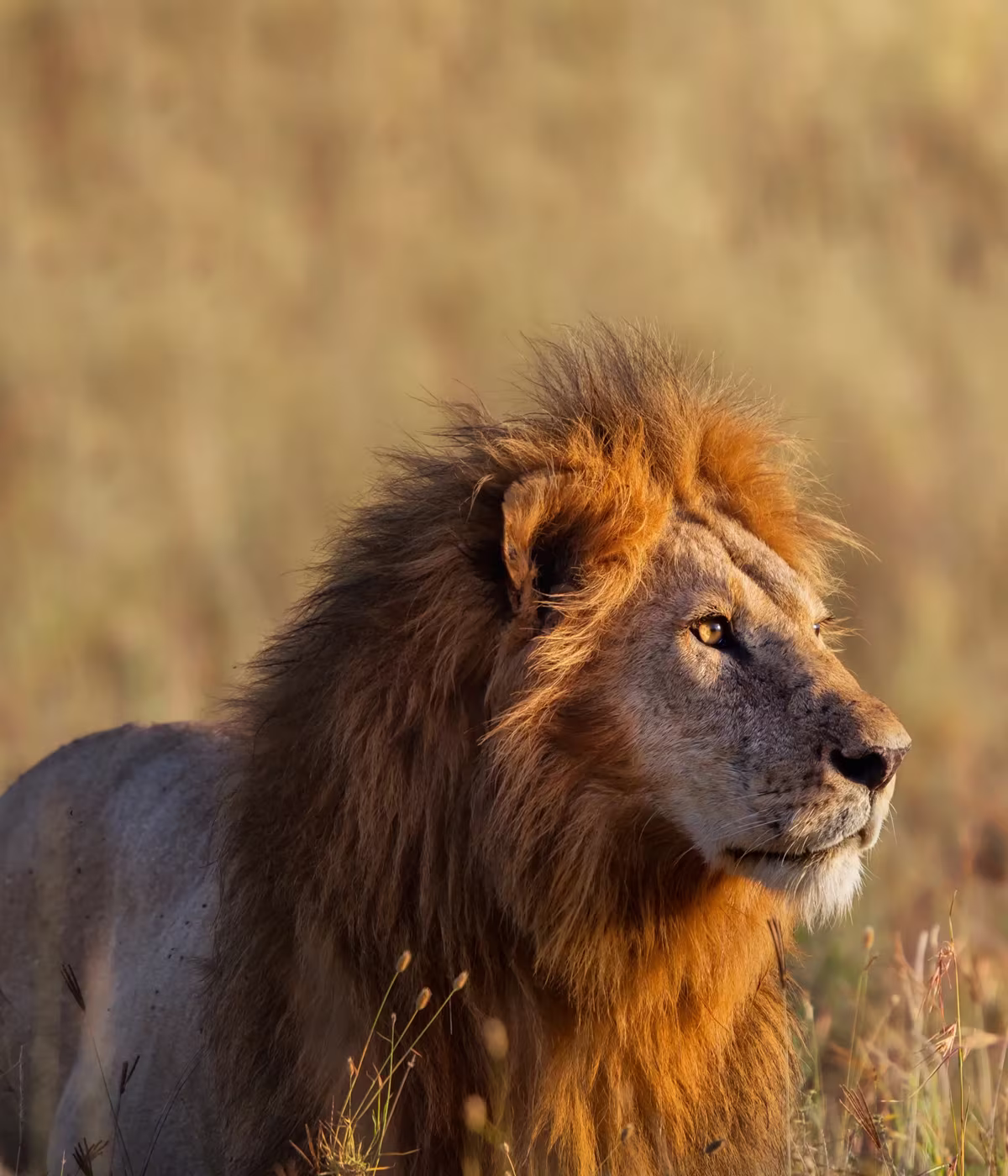 Serengeti Safari Tour