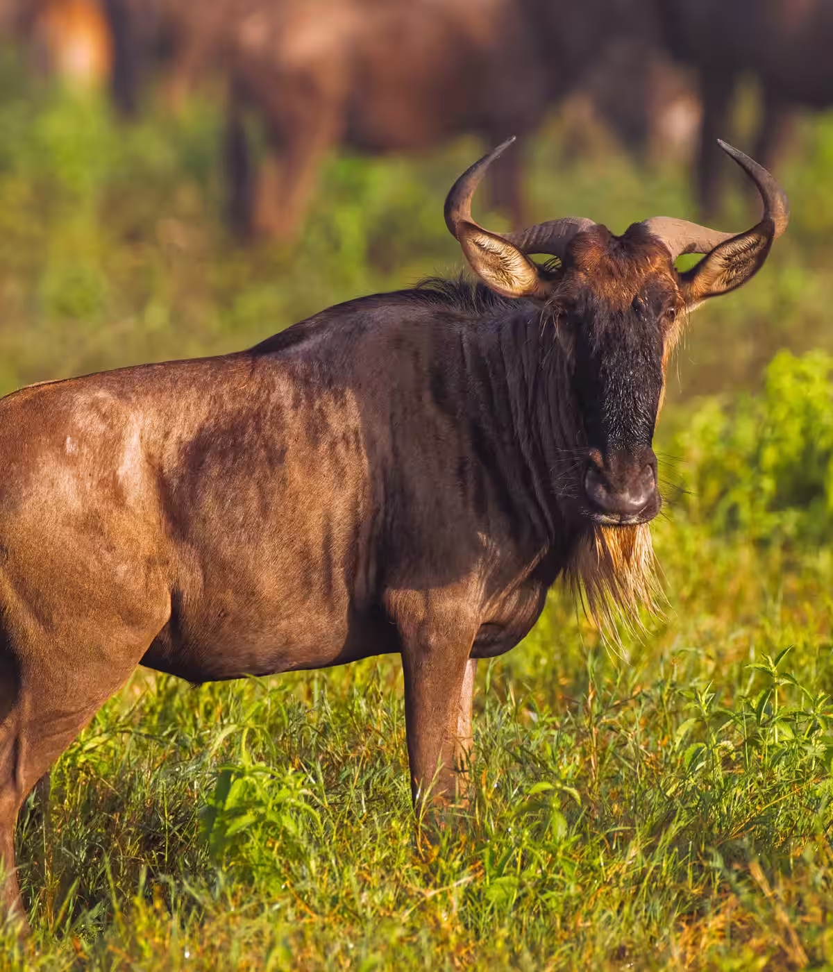 Serengeti National Park Tours