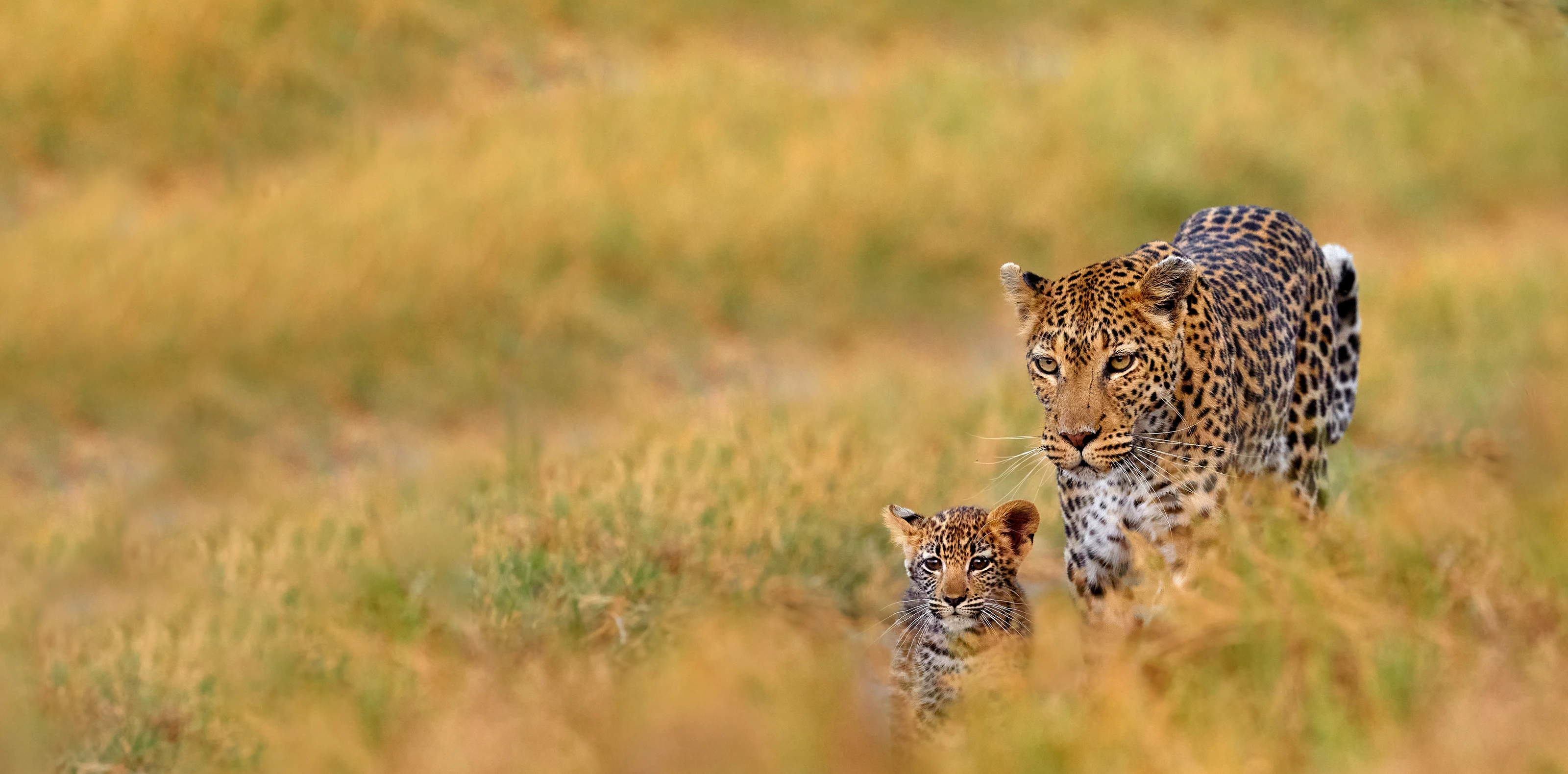 6 Days Tanzania Short & Sweet Safari