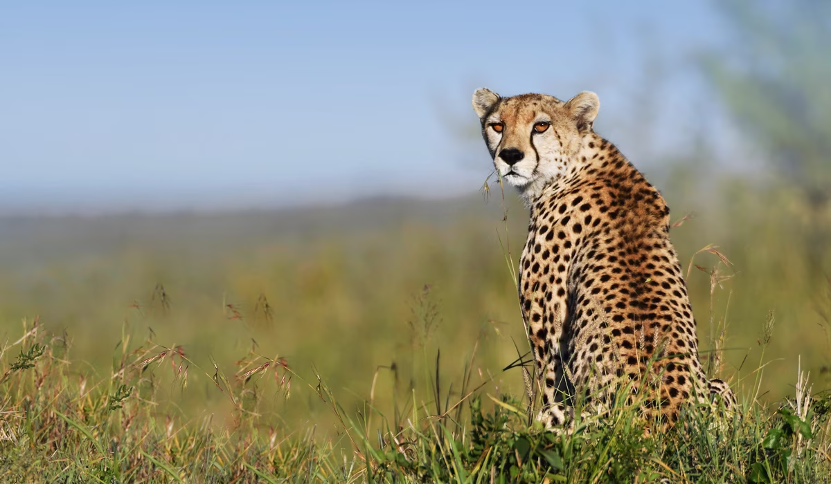 Tanzania Safari Cost Singapore