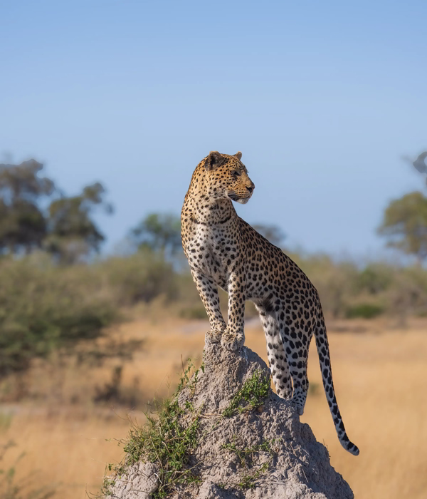 10 Days Southern Tanzania Safari