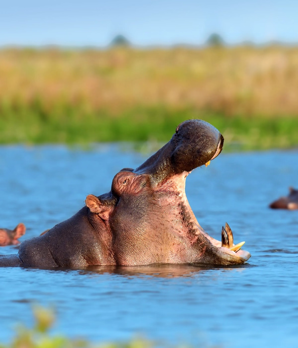 10 Days Southern Tanzania Safari