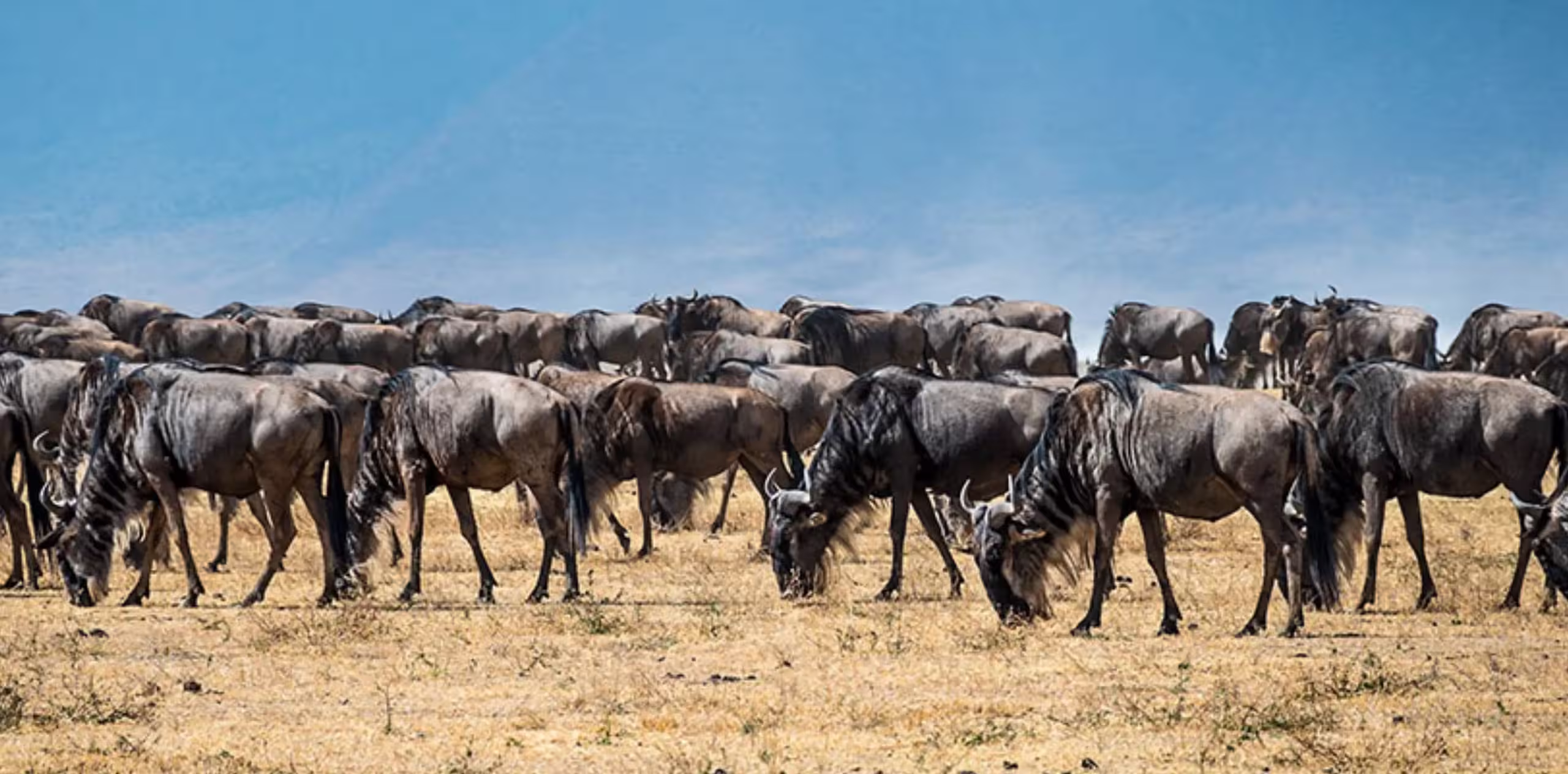 Serengeti Wildebeest Migration Calving Season