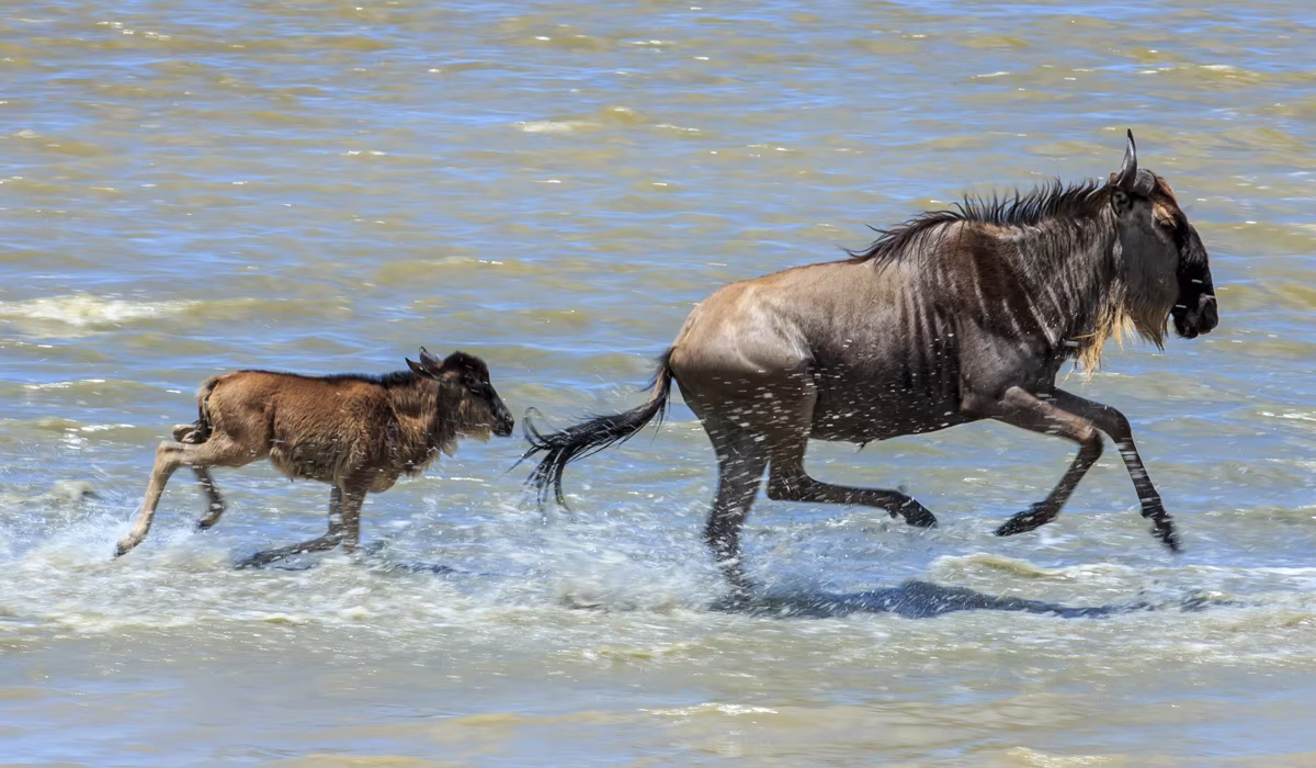 Serengeti Wildebeest Migration Calving Season