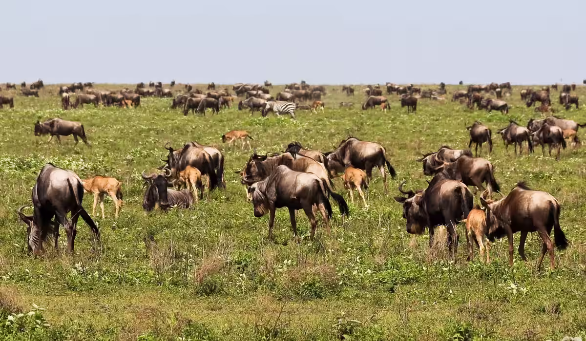Serengeti Wildebeest Migration Calving Season