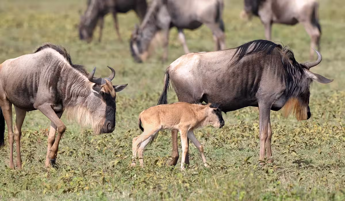 Serengeti Wildebeest Migration Calving Season