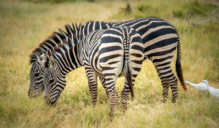 Tanzania Safari Packages